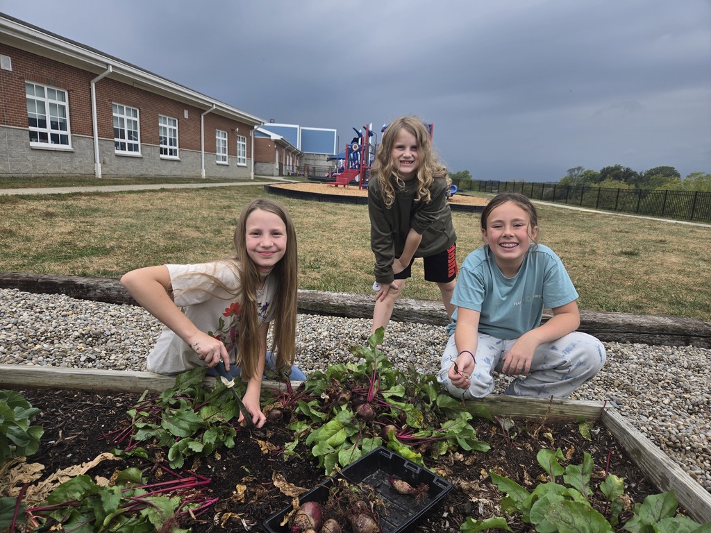 picking beets