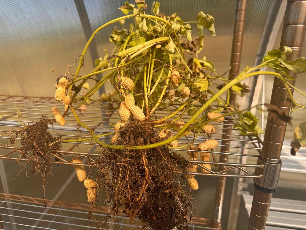 peanuts