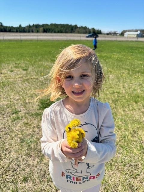 dandelions