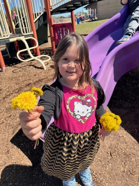 dandelions