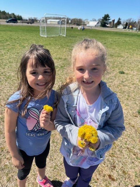 dandelions