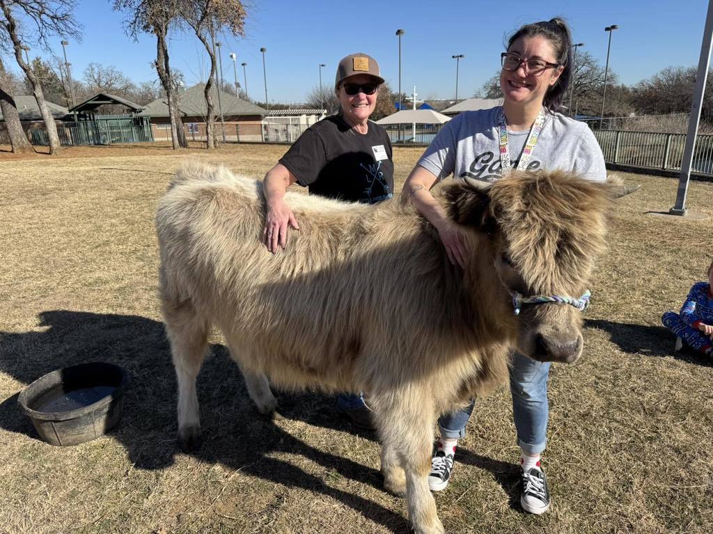 Highland cows visit Grapevine Elementary