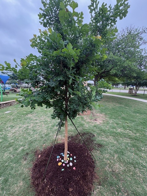 The Dove Legacy Tree