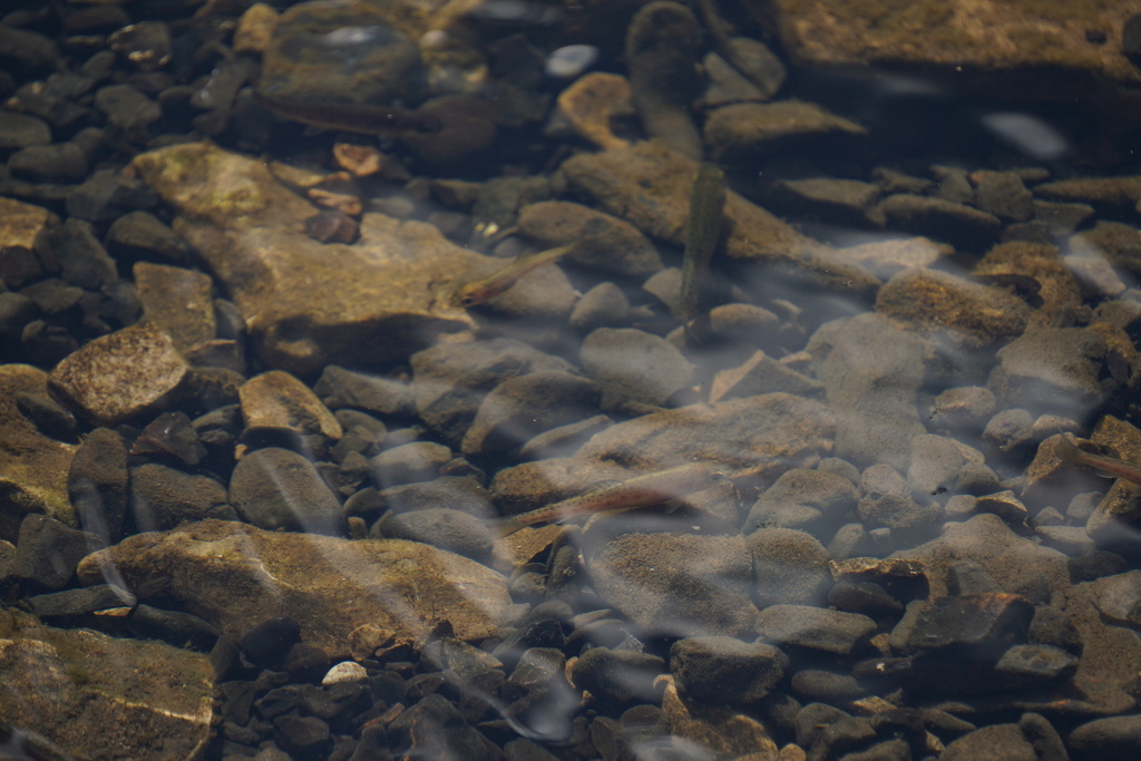 Trout Release Project