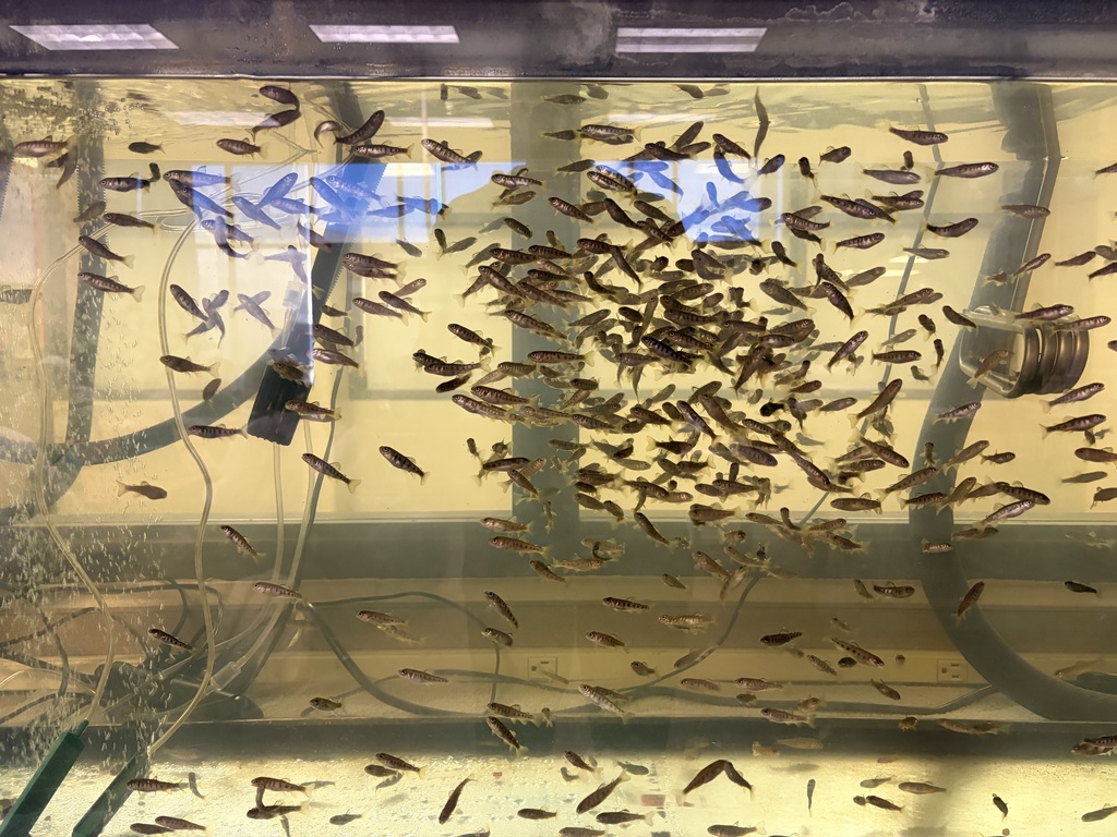 Trout Release Project