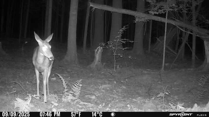 4th Grade Trail Cams!