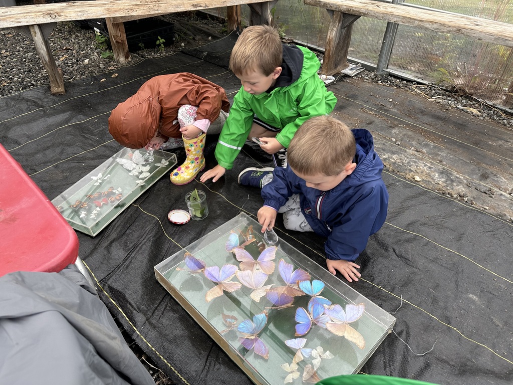 Kindergarten is learning about life cycles with Ms. Hedda in the greenhouse. 