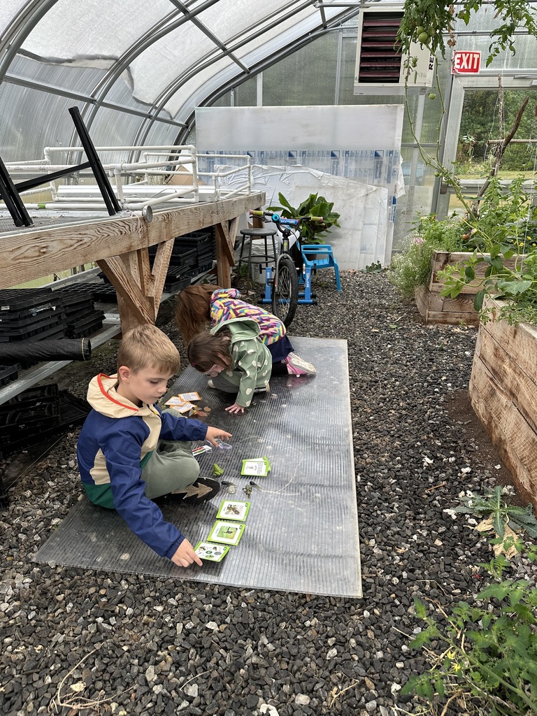 Kindergarten is learning about life cycles with Ms. Hedda in the greenhouse. 