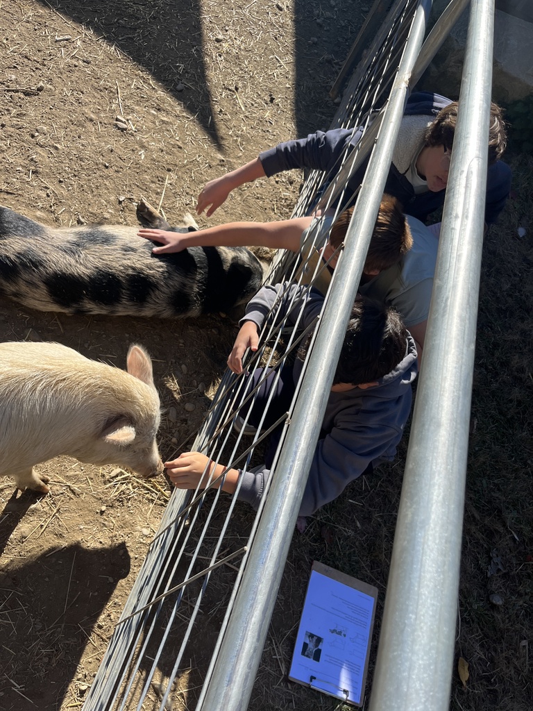 Darrowby Farm  Sanctuary 