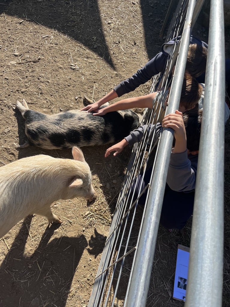 Darrowby Farm  Sanctuary 