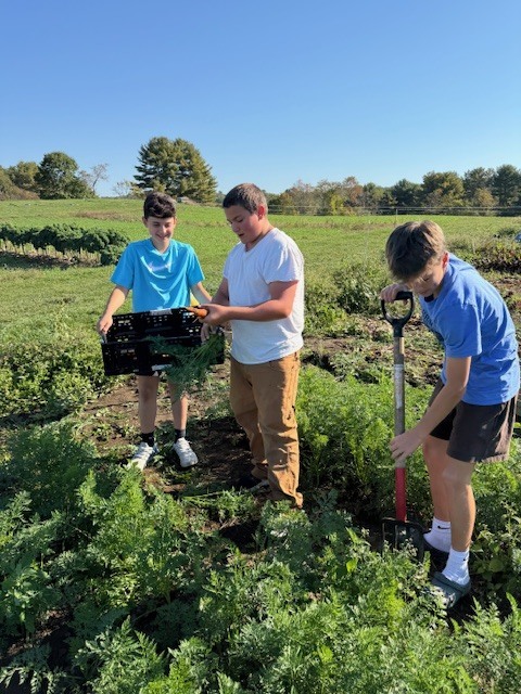 8th grade harvests carrots at Twin Villages Food Bank Farm