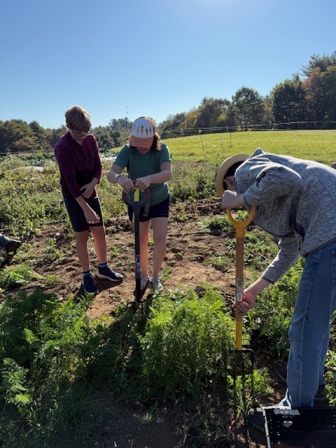 8th grade harvests carrots at Twin Villages Food Bank Farm