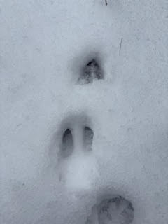 Pre-k started noticing animal tracks outside this week