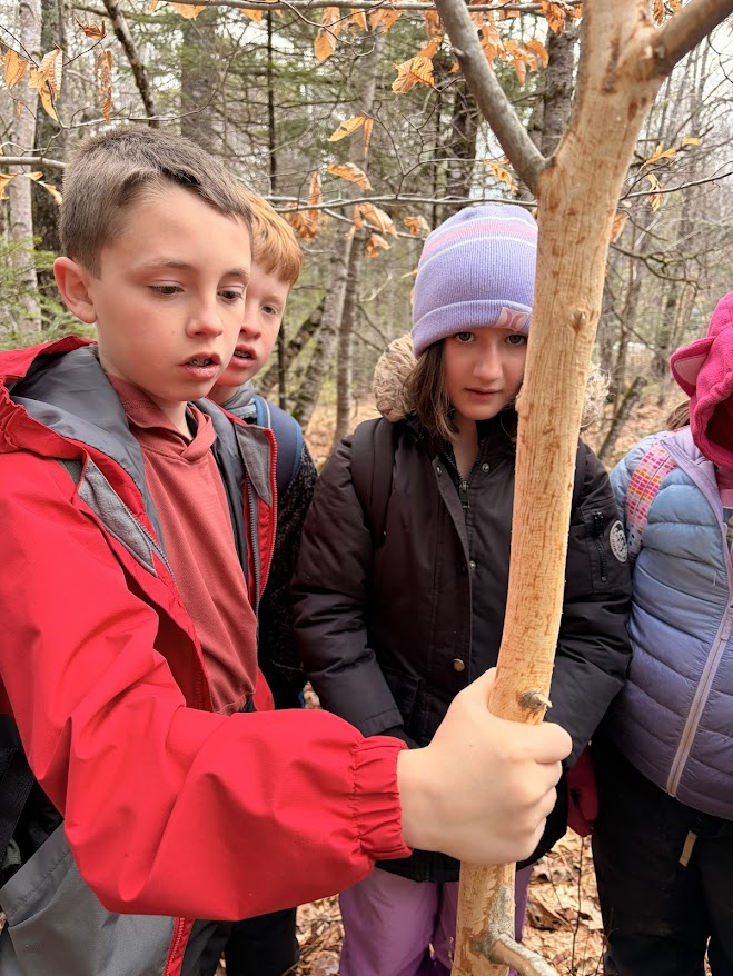 Mr. Coleman's class studies a young Beech tree at the Hidden Valley Nature Center that had all of the bark removed