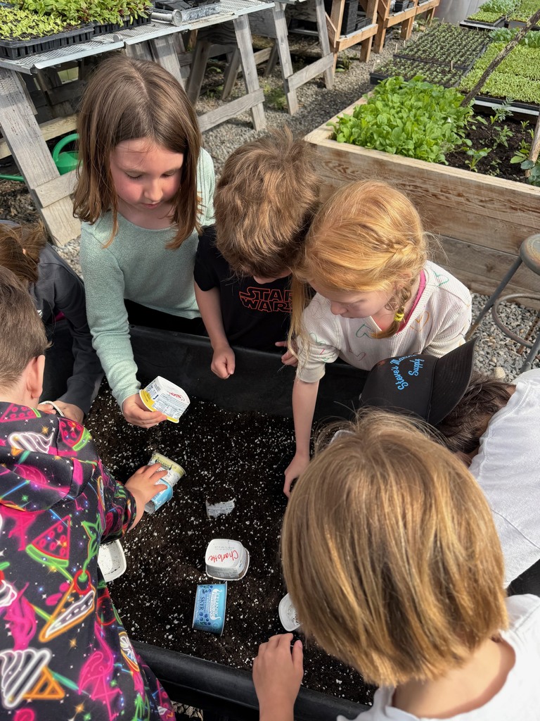 Mrs. Verney’s Class planted zucchini and sunflower seeds in the greenhouse with Ms. Hedda this week!
