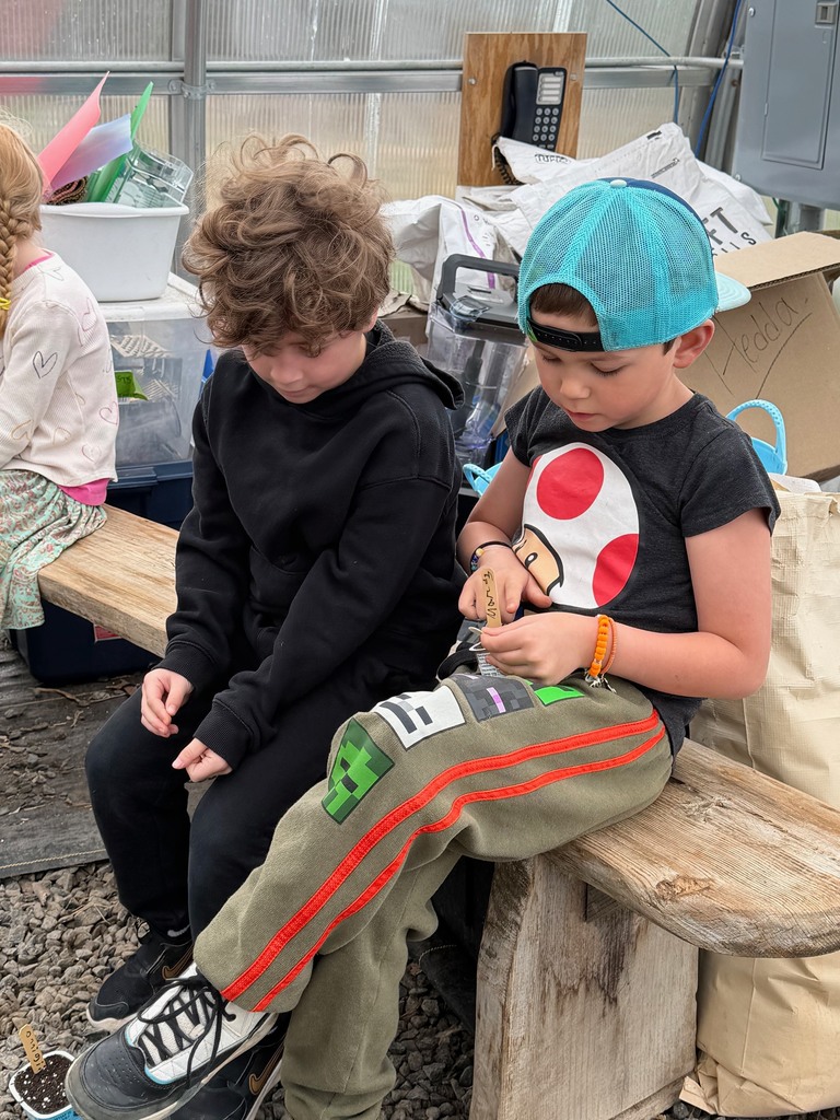 Mrs. Verney’s Class planted zucchini and sunflower seeds in the greenhouse with Ms. Hedda this week!