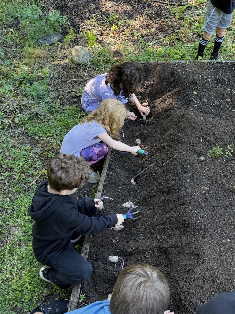 Mrs. Verney’s Class planted potatoes with Ms. Hedda during their final first grade Agriculture class!