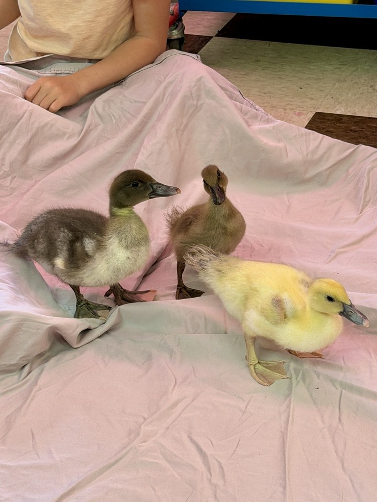 The ducklings came to visit Mrs. Flewelling’s 2nd graders!