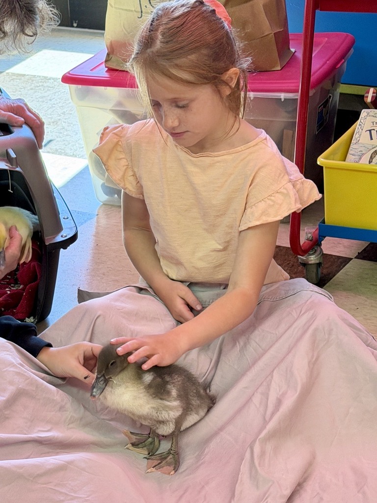 The ducklings came to visit Mrs. Flewelling’s 2nd graders!