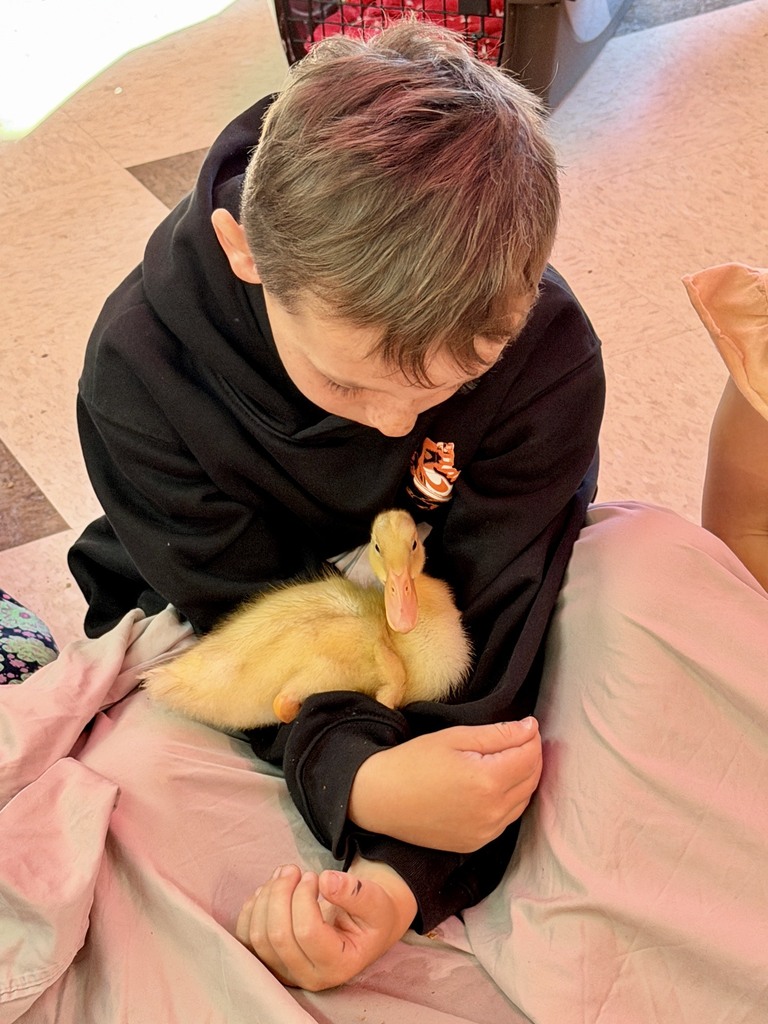 The ducklings came to visit Mrs. Flewelling’s 2nd graders!