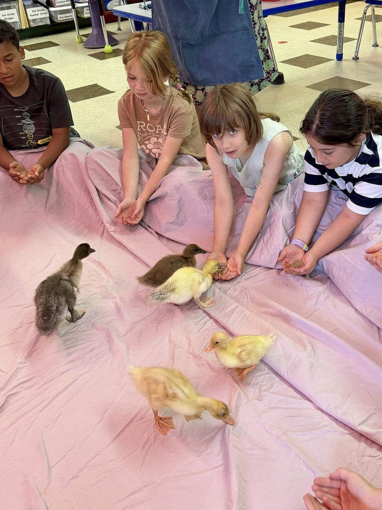 The ducklings came to visit Mrs. Flewelling’s 2nd graders!