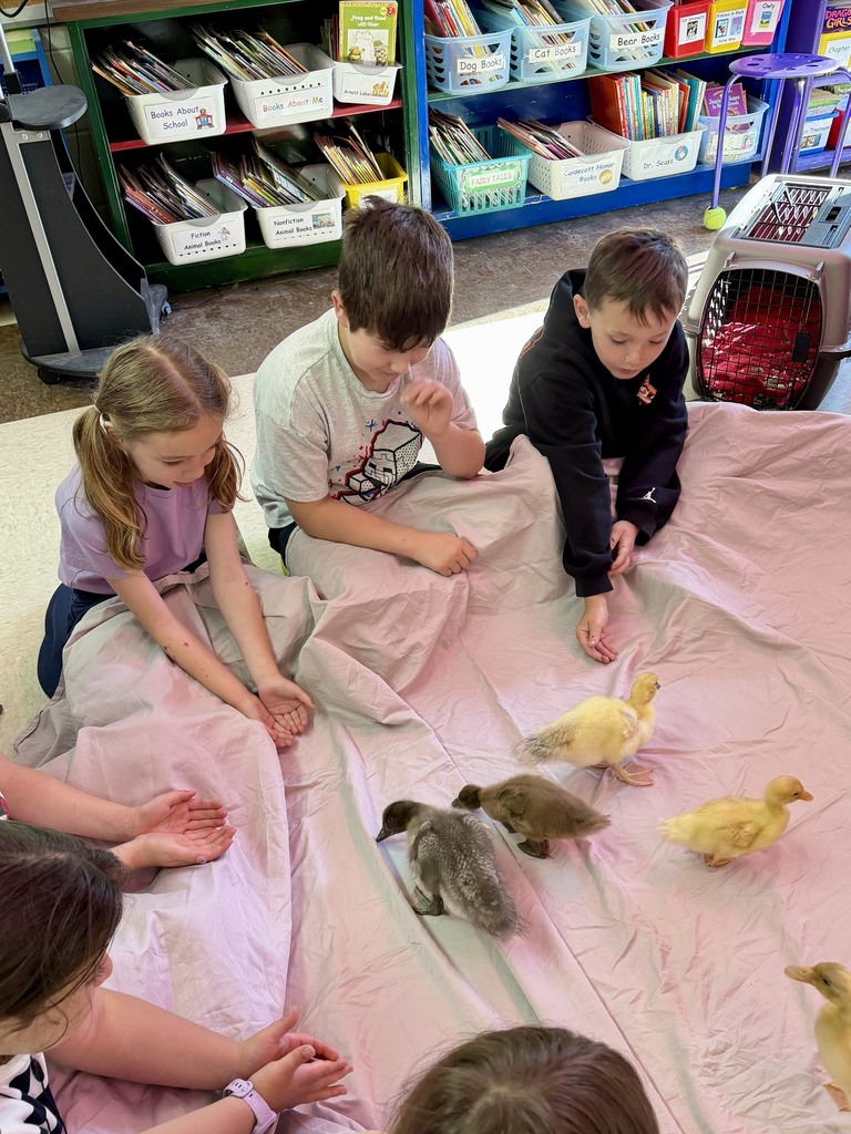 The ducklings came to visit Mrs. Flewelling’s 2nd graders!
