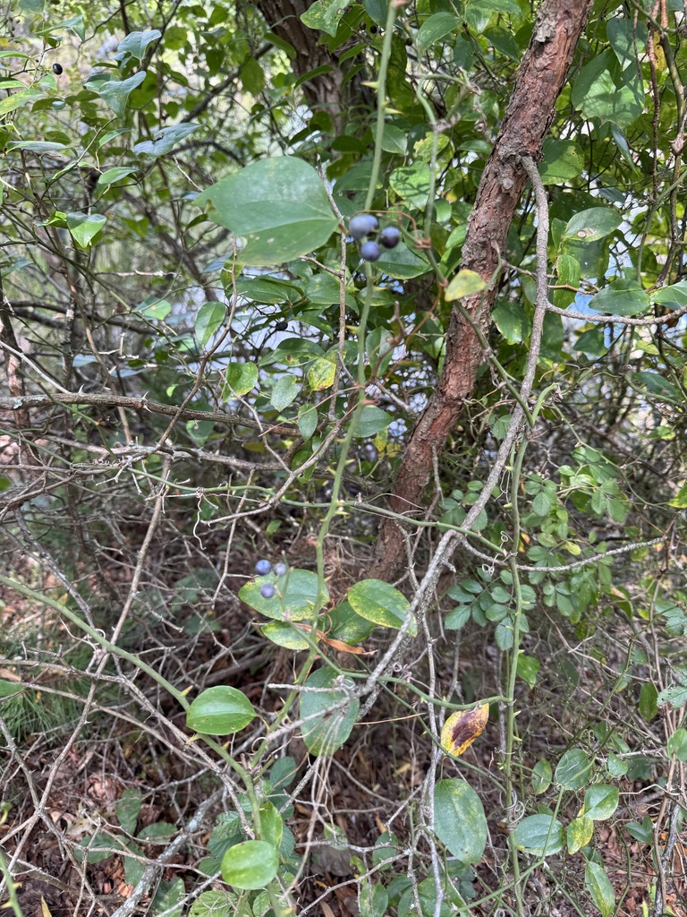 wild berries growing at the ahs pond