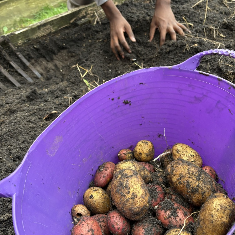 student diving in ground and potatoes in purple bin