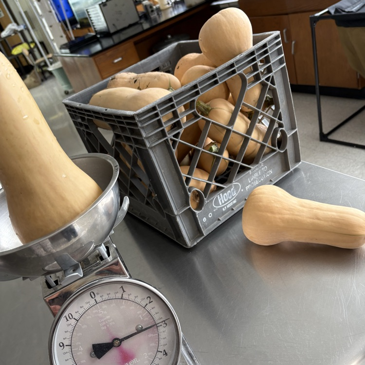 vegetable being weighed