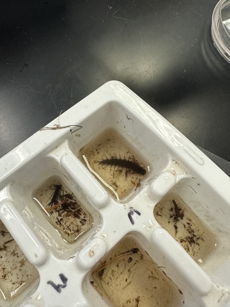 Cedar Creek environmental magnet