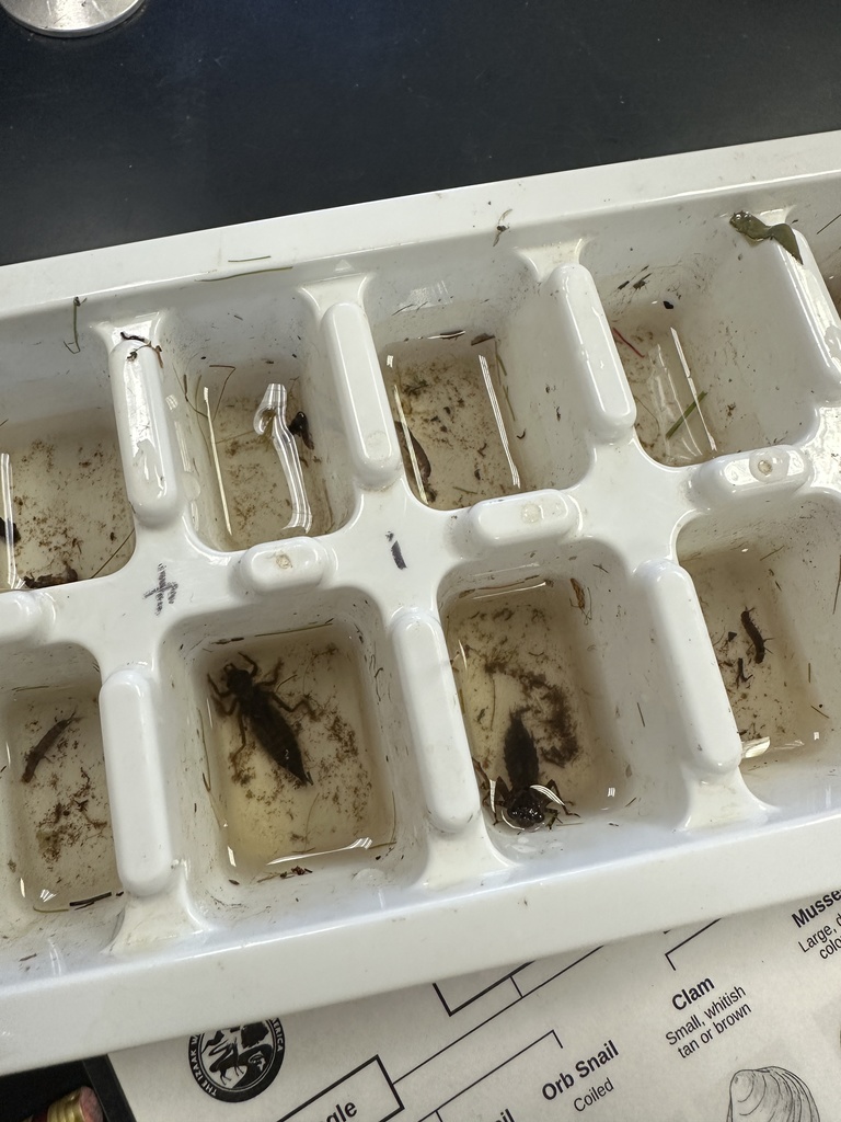 Cedar Creek environmental magnet