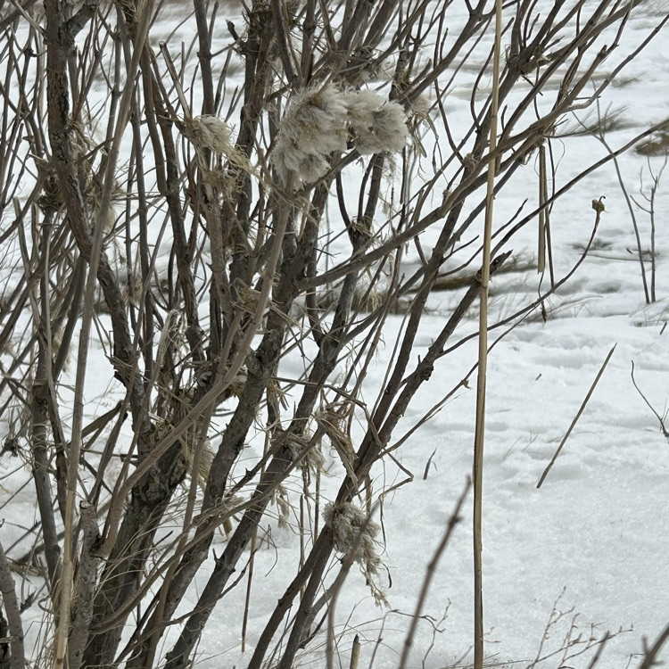 winter on the salt marsh