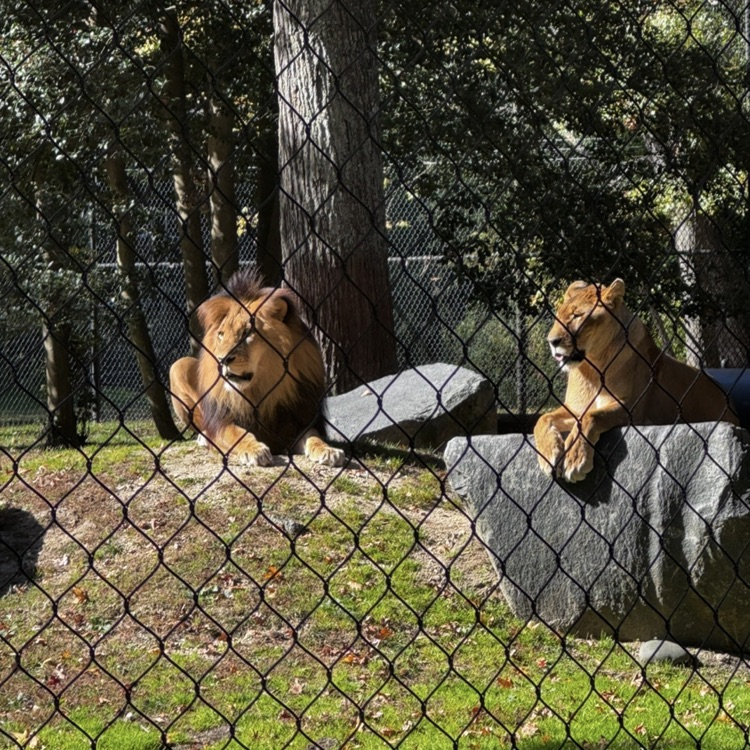 Lion and Lioness basking in the sun