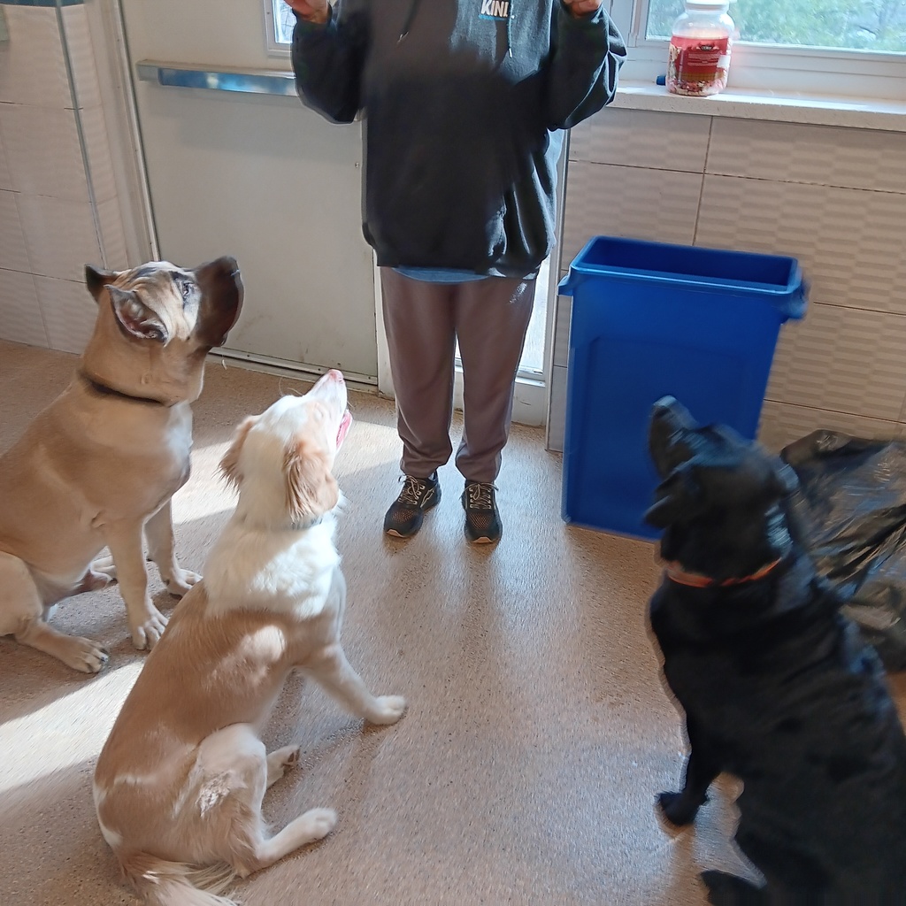 Wildwood Animal Science learning gow to train dogs. Three dogs sitting.