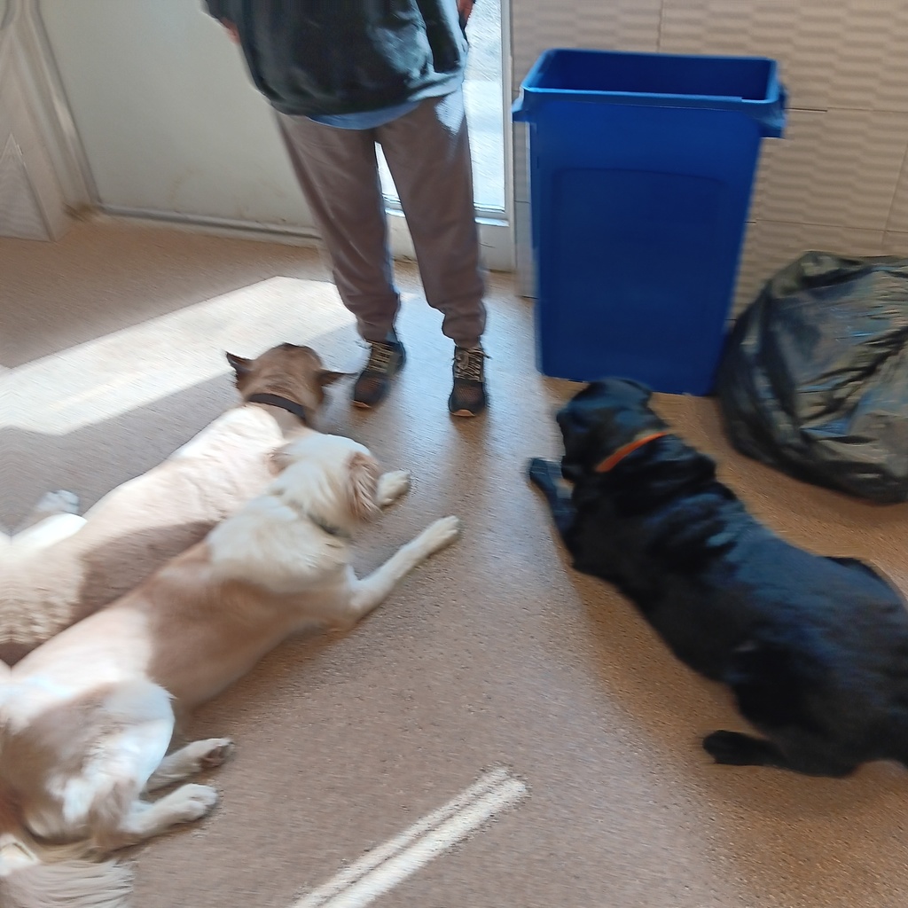 Wildwood Animal Science learning gow to train dogs. Three dogs laying down.