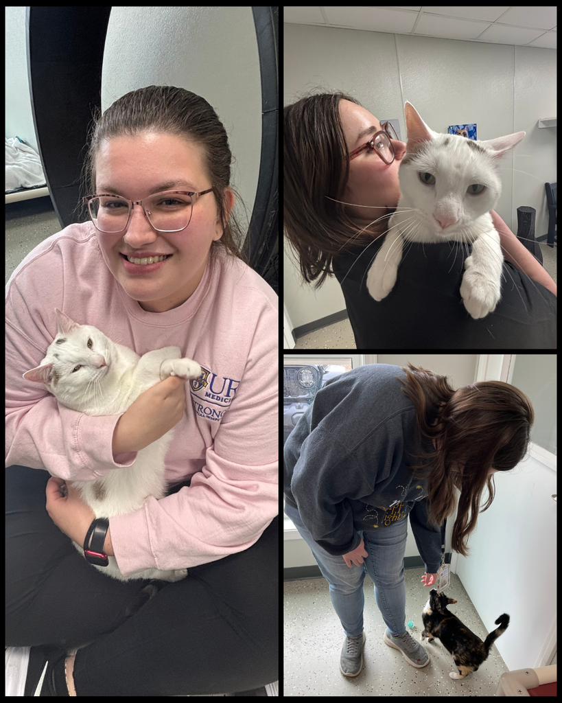 3 photos of adults petting cats
