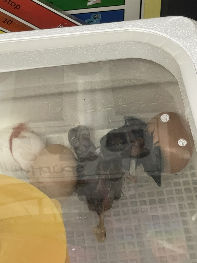 Baby chicks hatching from eggs