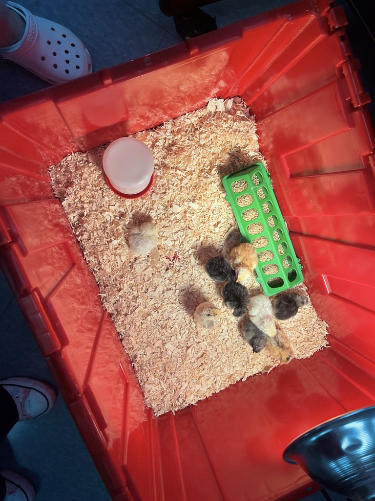 Baby chicks huddled together