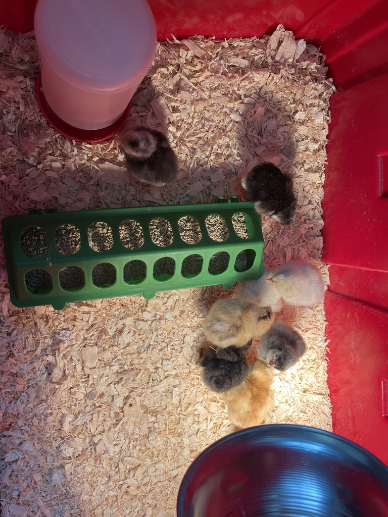 Baby chicks in a container