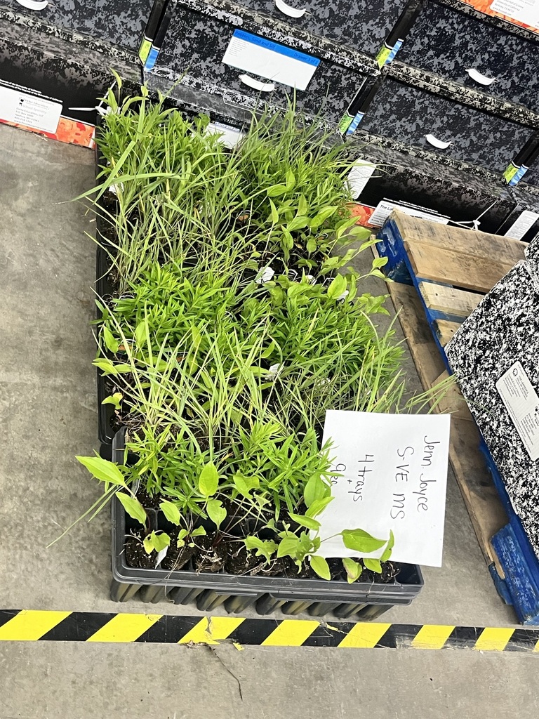 a tray of plants
