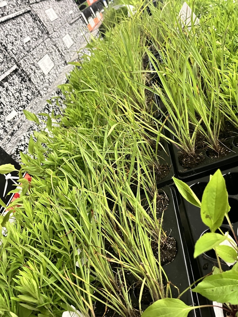 plants ready for the garden