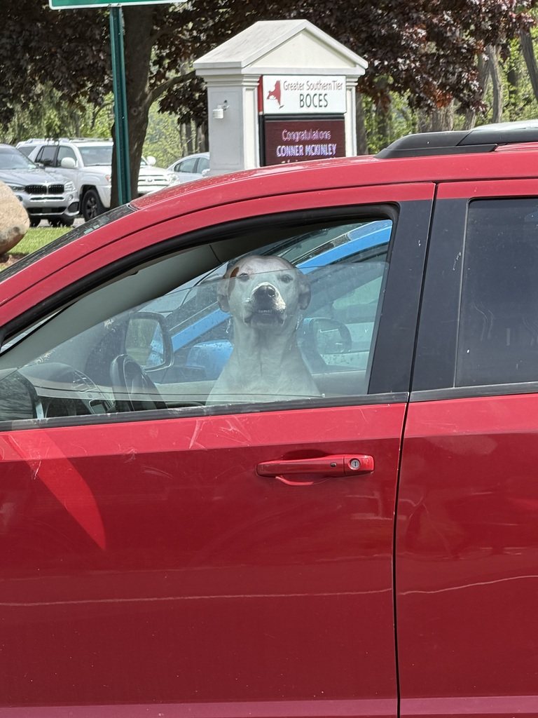 Dog in a car watching
