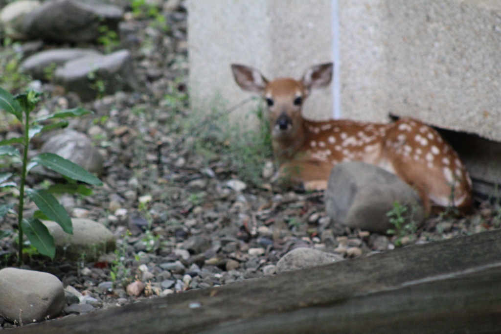 A sweet visitor on campus 