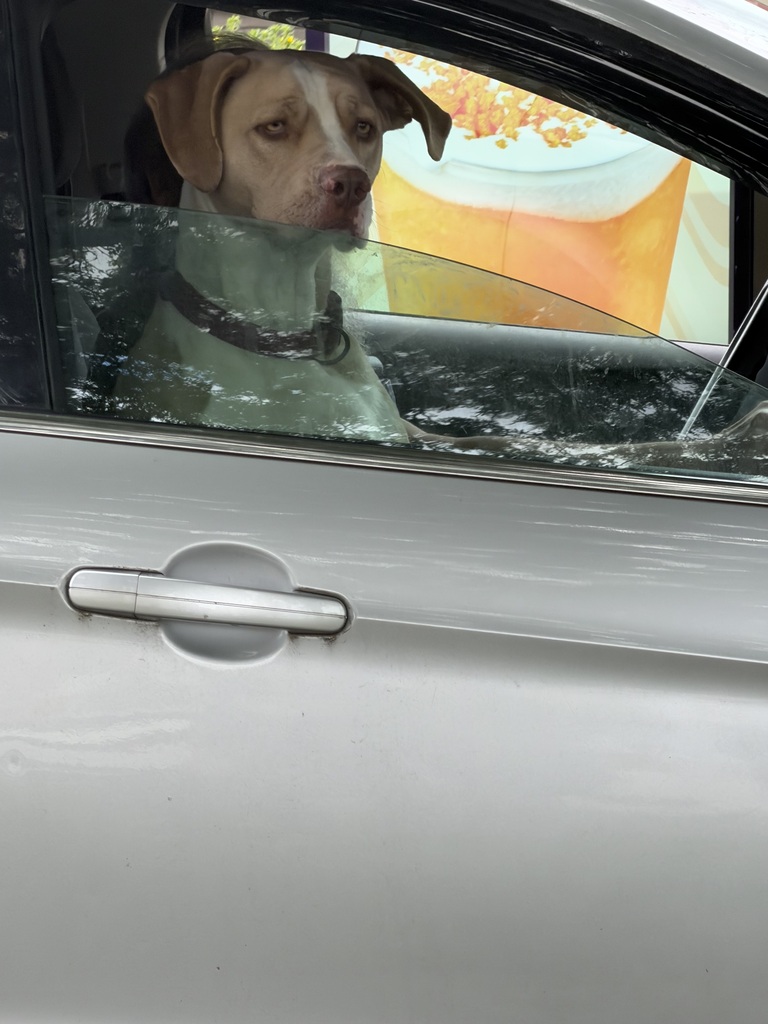 a dog in a car