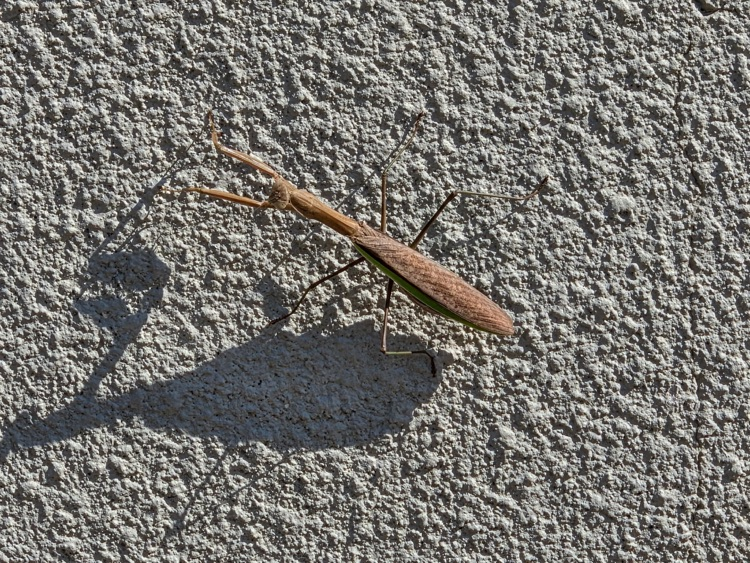 A Mantis on block wall outside.