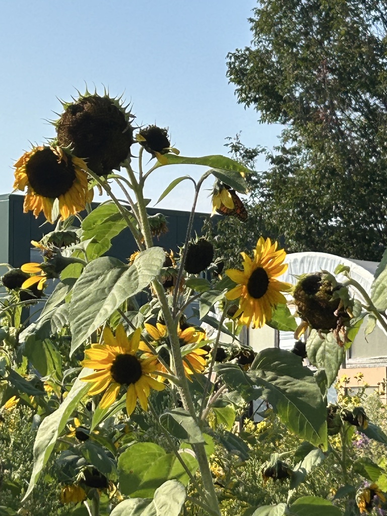 Beautiful flowers from the school garden.