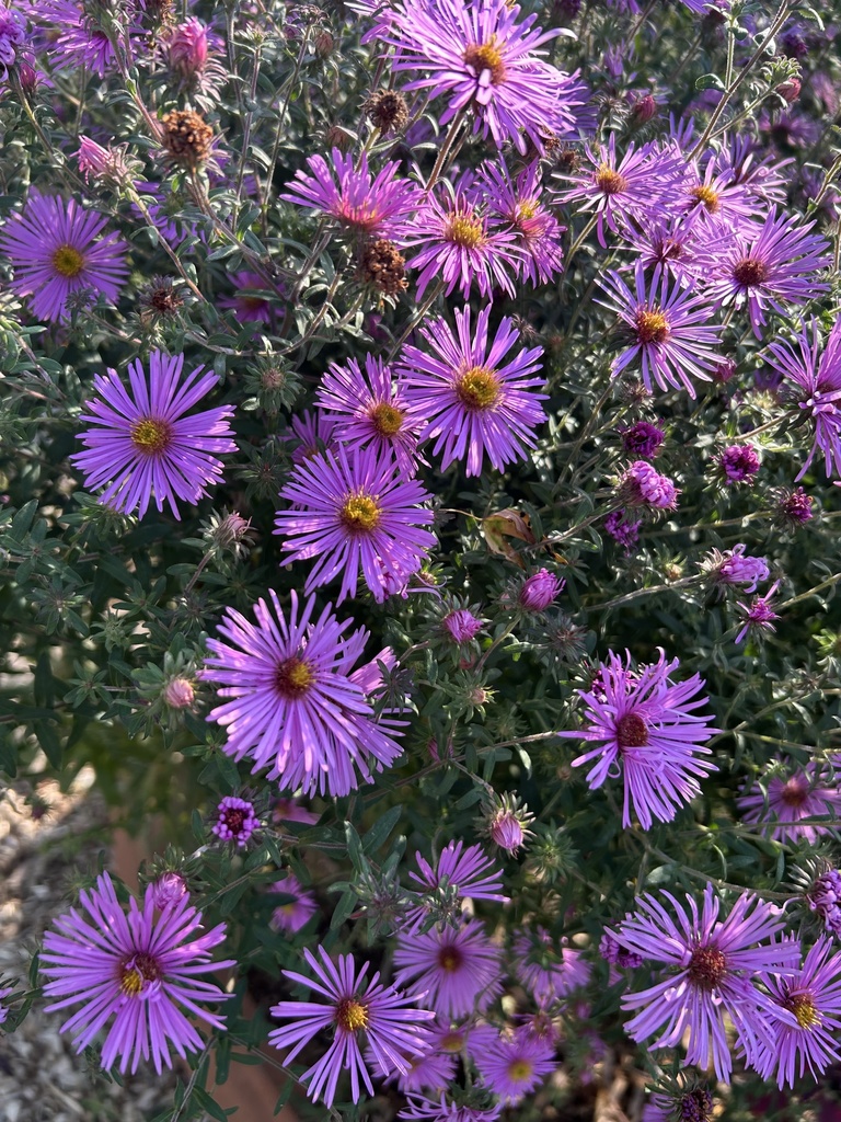 Beautiful flowers from the school garden.