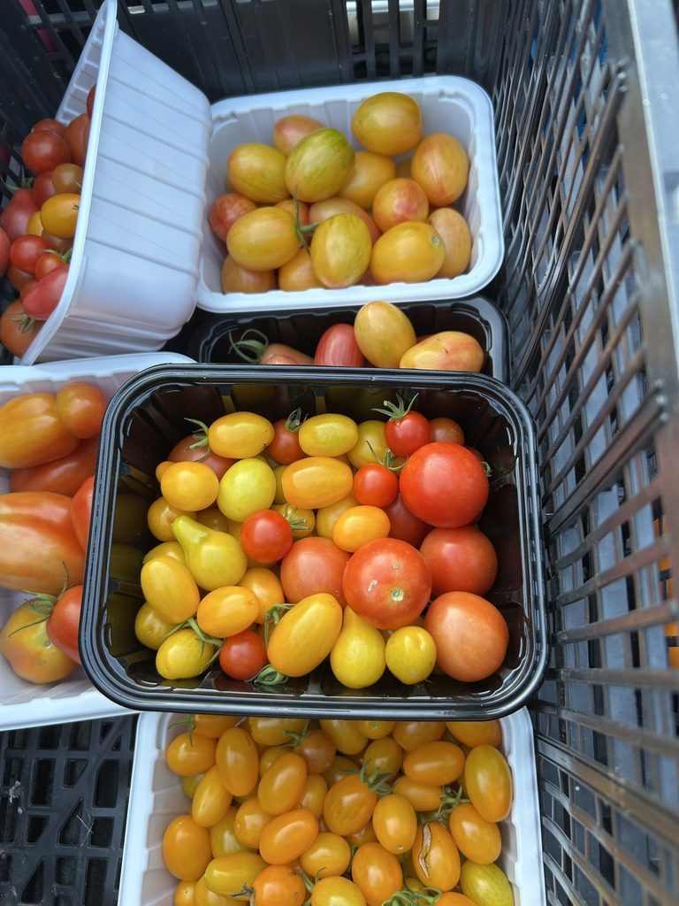 Tomatoes from the school garden