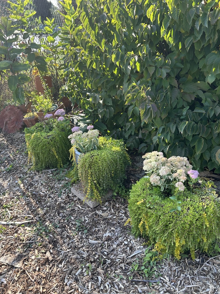 Beautiful flowers from the school garden.