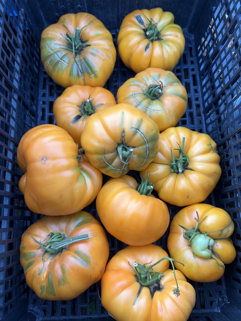 Tomatoes from the school garden